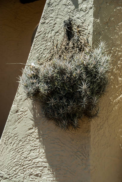 istock hanging air plant 1072392676
