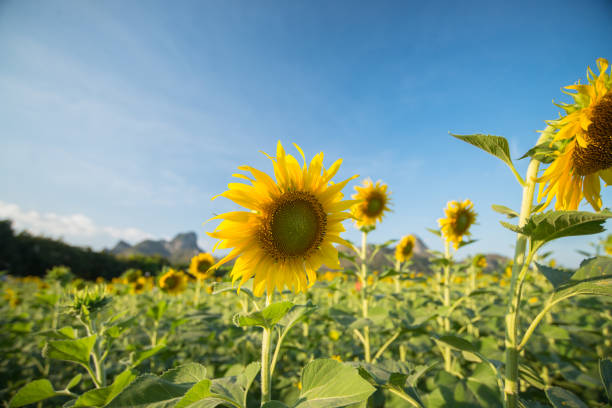 istock Sun flower garden in the sky 1072392856