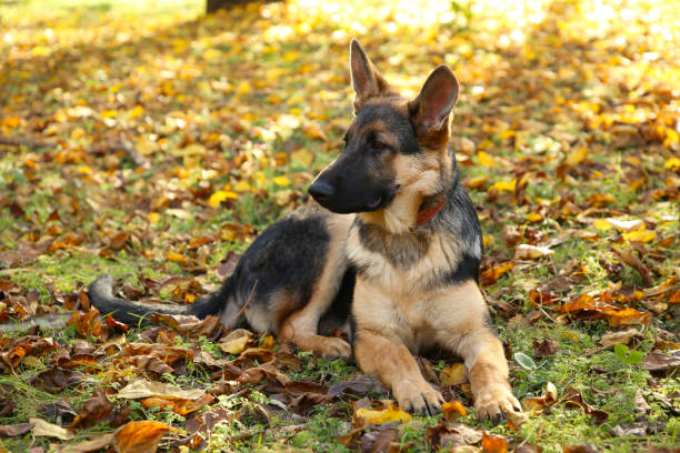 istock German Shepherd in the autumn park. Dog in forest 1072394838