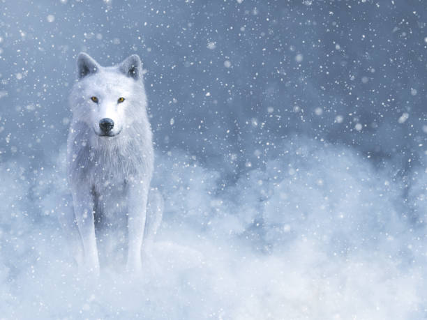 istock 3D rendering of a majestic white wolf in snow. 1072395792