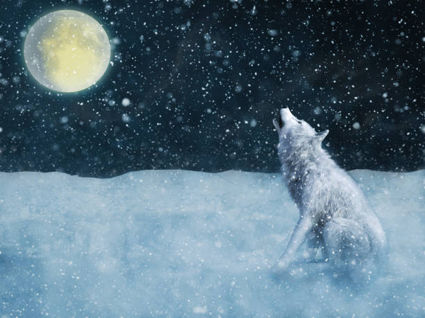 istock 3D rendering of a majestic white wolf howling in moonlight. 1072395800