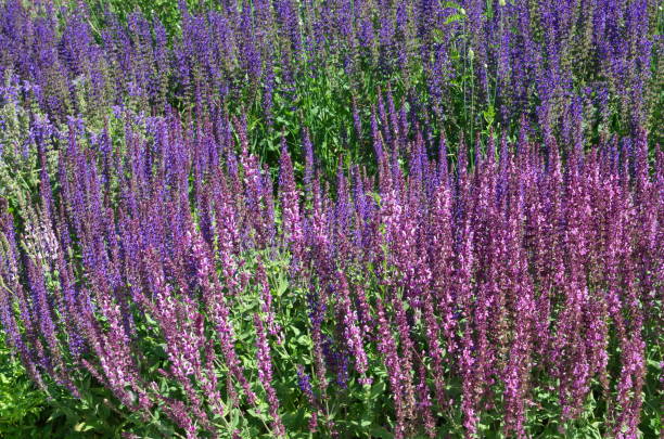 istock Lavender flowers on a Sunny summer day 1072397784
