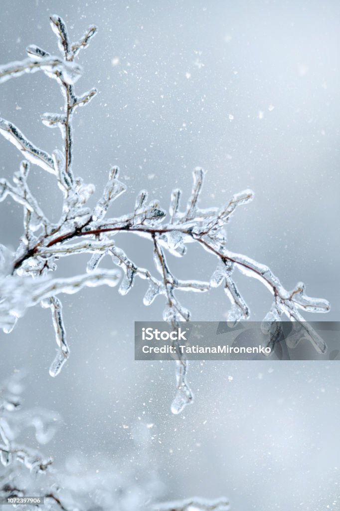 Winter icy branch of a tree on snow background Winter icy branch of a tree after freezing rain on a snow background Branch - Plant Part Stock Photo