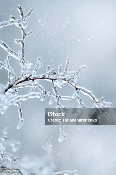 Winter Icy Branch Of A Tree On Snow Background Stock Photo - Download Image Now - Branch - Plant Part, Winter, Ice