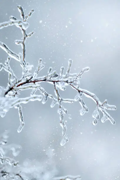 Photo of Winter icy branch of a tree on snow background