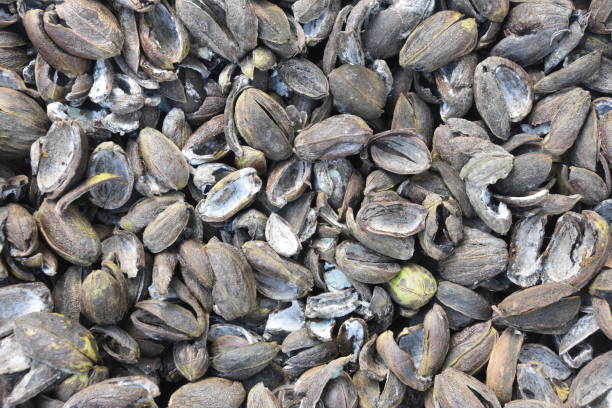istock Background Agricultural waste, pecan 1072398052