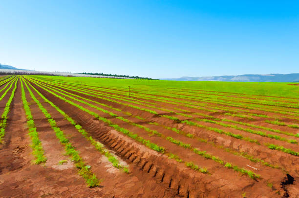 istock Carrots in Israel 1072400066