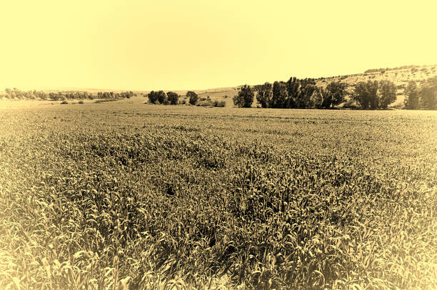 Jezreel Valley at the Foot of the Mount Tabor in Israel, Stylized Photo