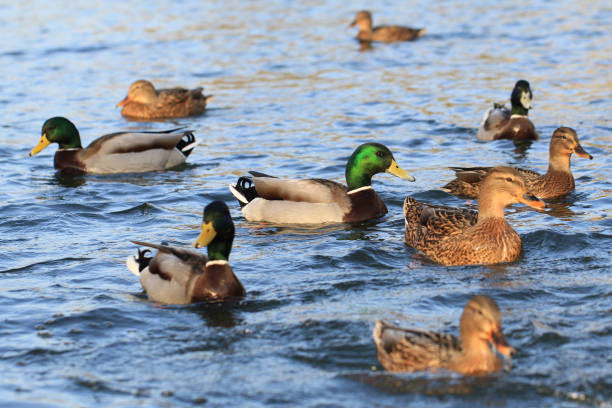 istock wild ducks in the lake 1072404168
