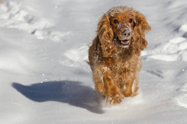 istock Running happy English cocker spaniel on snow 1072404858