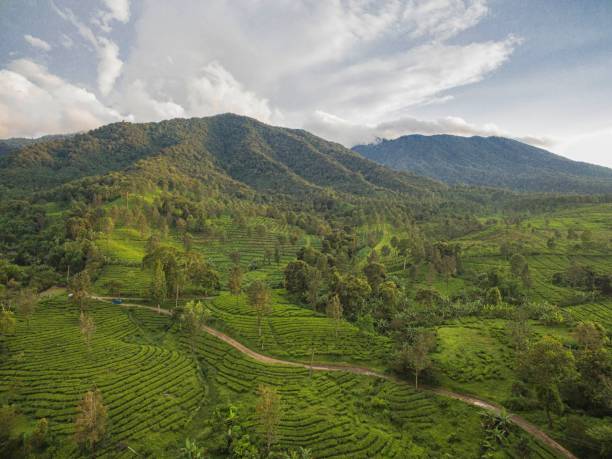 Mountain View, Bogor. Indonesian