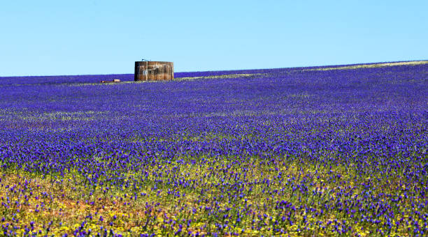 Blue Lechenaultia Wildflowers Geraldton Blue Lechenaultia Wildflowers Geraldton australian wildflower stock pictures, royalty-free photos & images