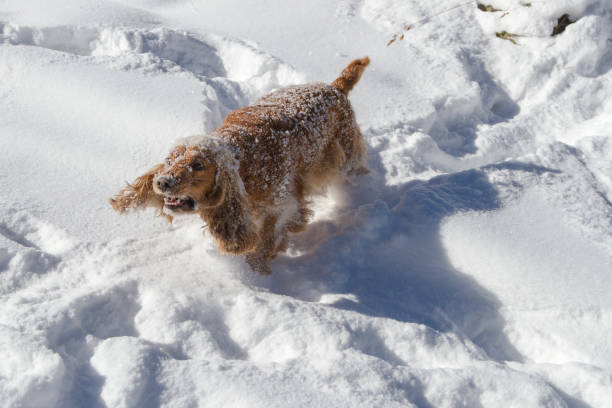 istock English cocker spaniel puppy playing during snowy winter day. 1072408894