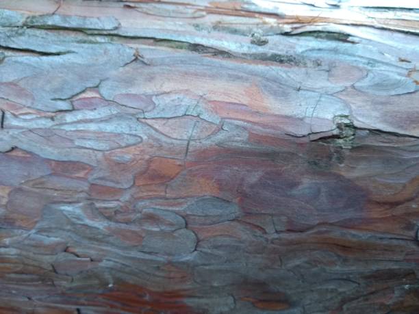 istock Close up beautiful tree bark shell in gray green and brown 1072409392