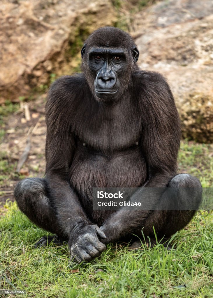 Gros gorille est assis sur l’herbe - Photo de Gorille libre de droits