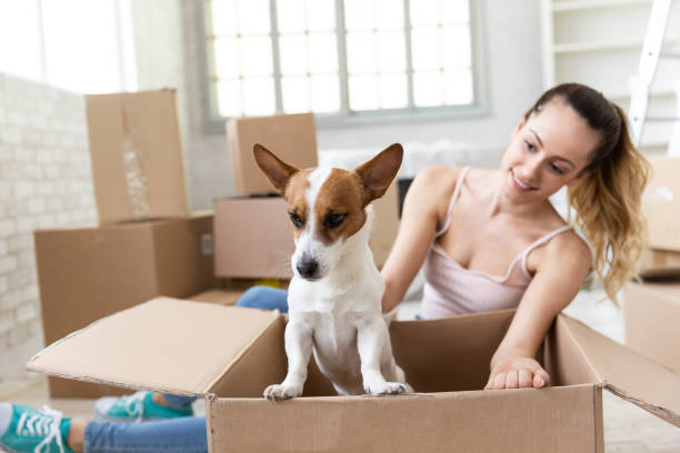 istock Smiling woman with dog in cardboard box 1072410196