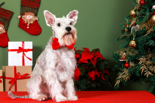 istock Schnauzer in the festive mood 1072412024