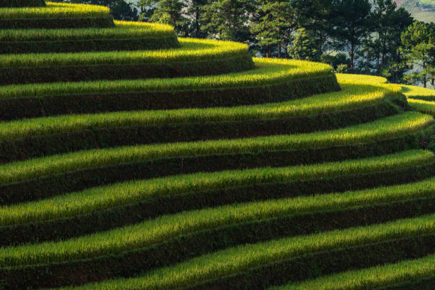 istock Rice terrace Mountains in Mu can chai, Vietnam 1072412308