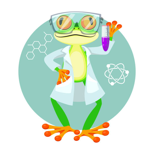 ilustrações, clipart, desenhos animados e ícones de químico de sapo esperto. estudar a profissão de crianças. ilustração do vetor de bebê. - professor teacher scientist expertise