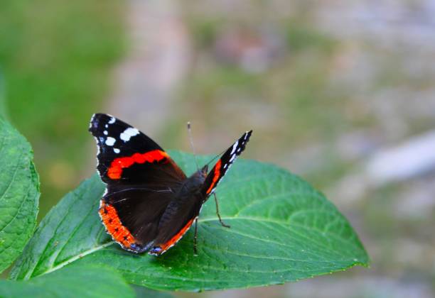 istock Vanessa atalanta butterfly on the leaf 1072412720