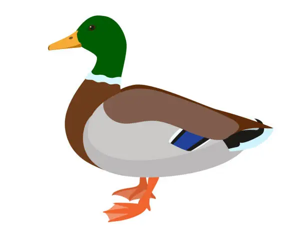 Vector illustration of Drake duck isolated on white background