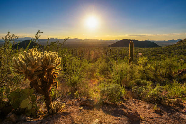 istock Sunset in Saguaro National Park in Arizona 1072416924