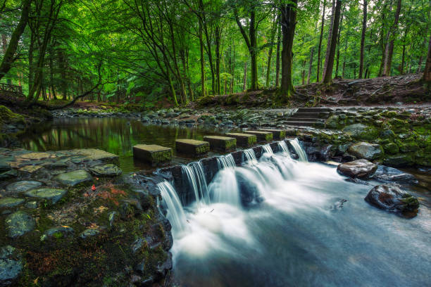 Dirt road in the Tollymore Forest Park Footbridge over the the Shimna River made of stepping stones in the Tollymore Forest Park located at Bryansford, near the town of Newcastle, Northern Ireland irish waterfall stock pictures, royalty-free photos & images