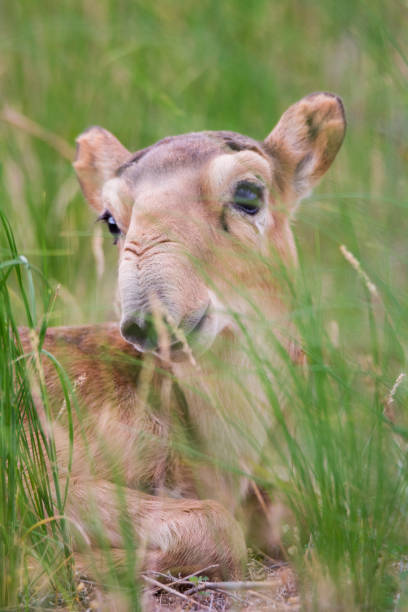 istock Kid Saiga tatarica is listed in the Red Book 1072417880
