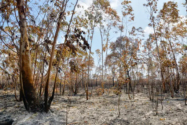 After wildfire burned eucalyptus forest, Trees dead after forestfire attack
