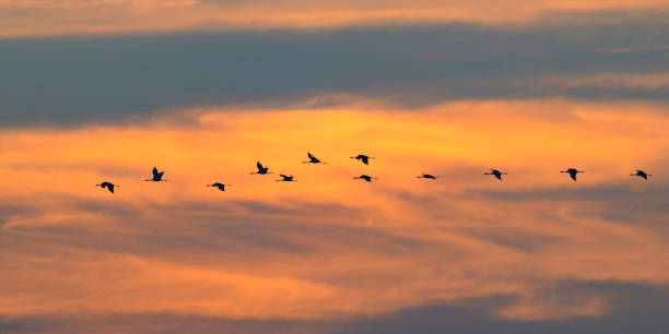 istock Crane birds or Common Cranes flying into the sunset during the autumn migration 1072420442