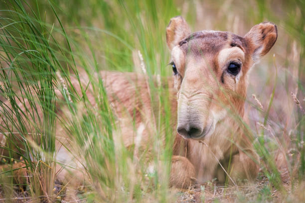 Kid Saiga tatarica is listed in the Red Book