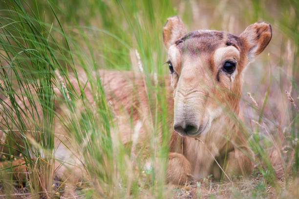 Kid Saiga tatarica is listed in the Red Book Kid Saiga tatarica is listed in the Red Book, Chyornye Zemli (Black Lands) Nature Reserve, Kalmykia region, Russia. republic of kalmykia stock pictures, royalty-free photos & images