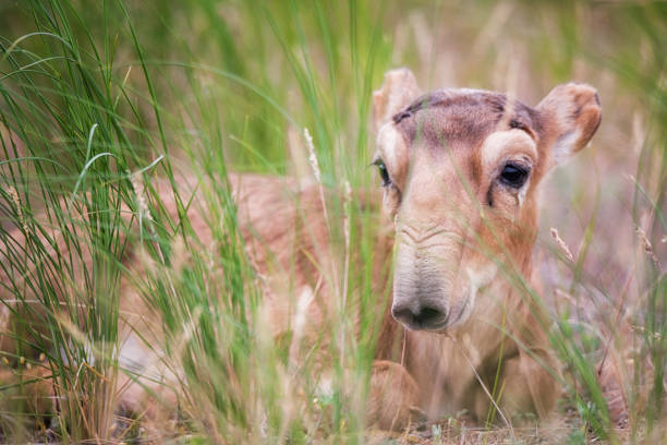 istock Kid Saiga tatarica is listed in the Red Book 1072420888