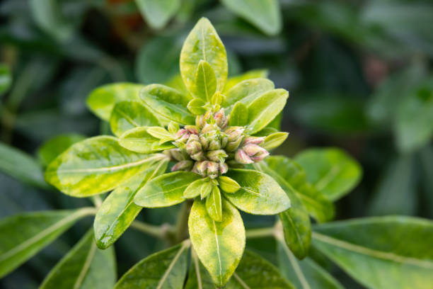 istock Mexican Orange Flower Buds in Autumn 1072420898