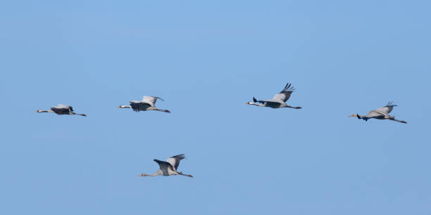 istock Crane birds or Common Cranes flying in mid air  during the autumn migration 1072422202