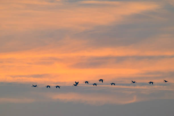 Crane birds or Common Cranes or Eurasian Cranes (Grus Grus) flying in mid air  during the autumn migration over the moors of Diepholz in Germany.