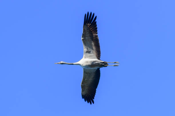 istock Crane bird or Common Crane flying in mid air  during the autumn migration 1072422380
