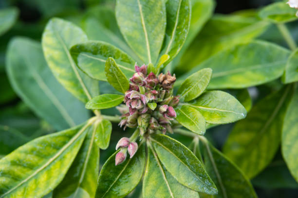 istock Mexican Orange Flower Buds in Autumn 1072422994