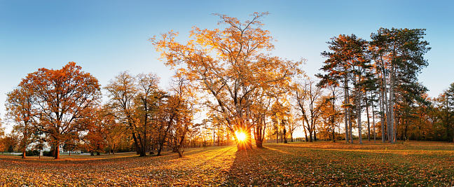 Beautiful park garden in atumn. Fall panorama in park at sunrise in Slovakia