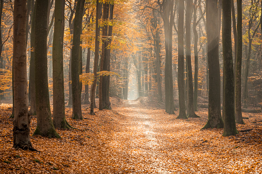 Path through a misty forest during a beautiful foggy autumn day. The forest ground of the Speulder and Sprielderbos in the Veluwe nature reserve is covered with brown fallen leaves and the path is disappearing in the distance. The fog is giving the forest a desolate atmosphere.