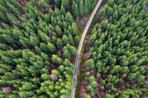 istock Aerial drone view of forest road 1072425988