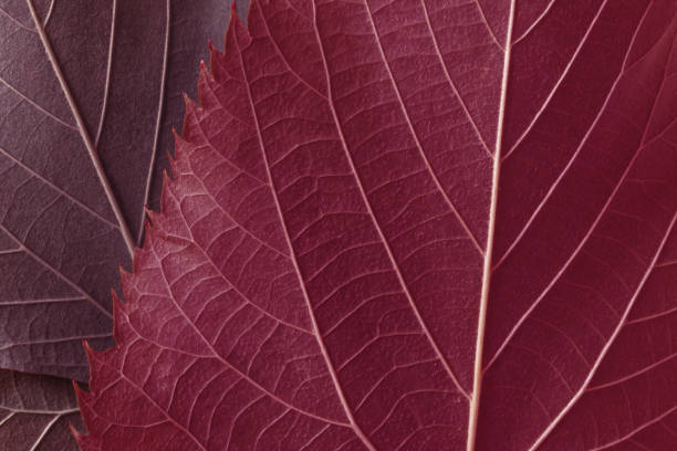 istock Natural background, texture of fall leaves 1072427752