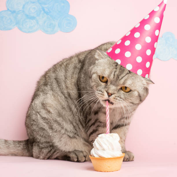 istock Cat eats cake in the cap. Concept birthday and holiday 1072428590