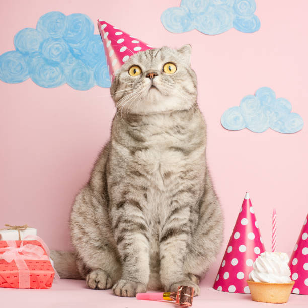 istock Cat celebrates birthday, on a pink background 1072428656