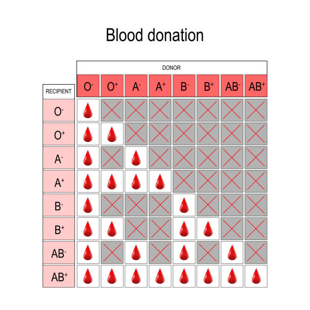 Blood Donation Chart. Recipient and Donor. Blood Donation Chart. Recipient and Donor. Types of blood (A, B, AB, O). There is a specific compatibility between groups for donating and receiving blood. things that go together stock illustrations