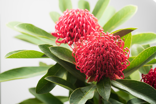 Selective focus of two red Australian Waratah blooms