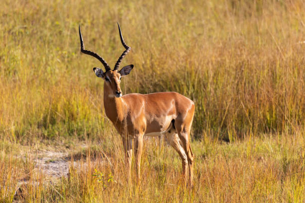 istock Impala antelope Namibia, africa safari wildlife 1072436082