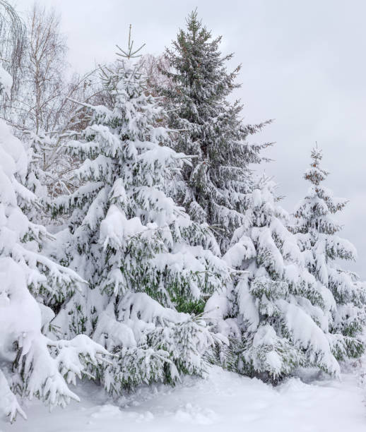 istock Group of snow covered spruces on background of cloudy sky 1072438462