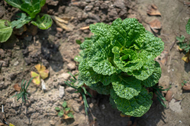 fresh vegetables in farmland