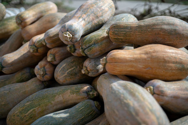 natural pumpkin harvested
